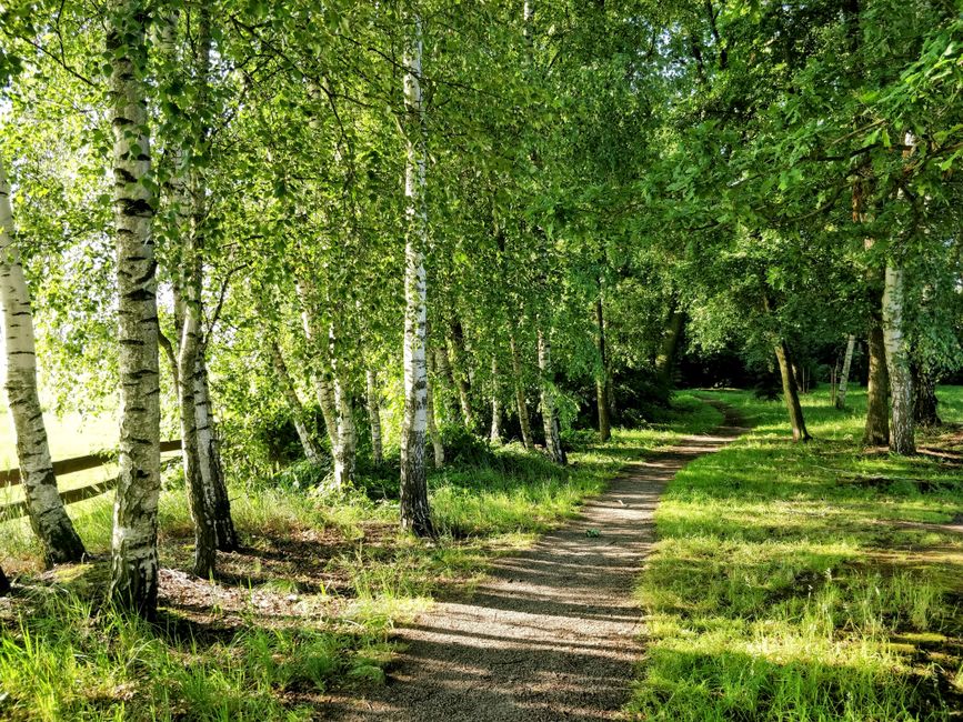A sunlit path winds through a lush birch forest, capturing summer tranquility.
