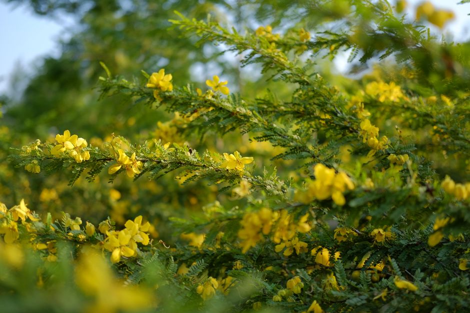 Vibrant yellow flowers of broom shrubs in spring, accentuated by lush green foliage.