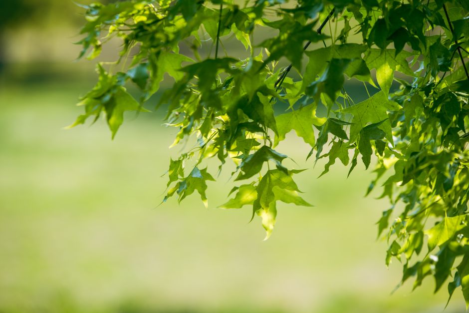Close-up of vibrant green maple leaves backlit by sunlight, capturing summer's essence.