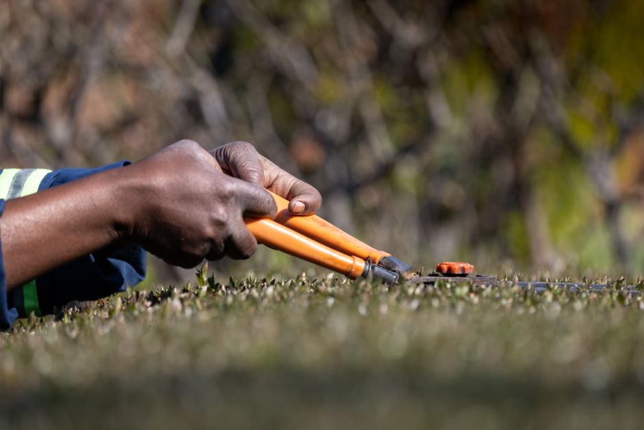 Close-up of hands trimming a hedge with pruning shears, showcasing gardening precision.