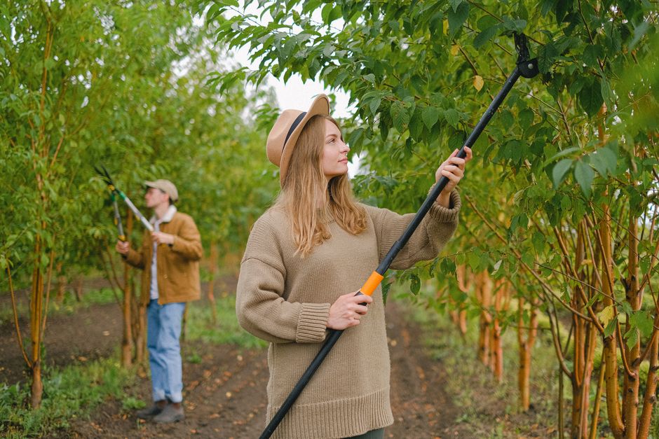 Woman with pole pruner cutting green leaves and branches while working with colleague in garden
