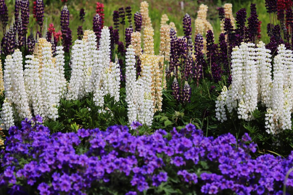 A stunning display of multicolored lupines and purple flowers in a lush garden setting.