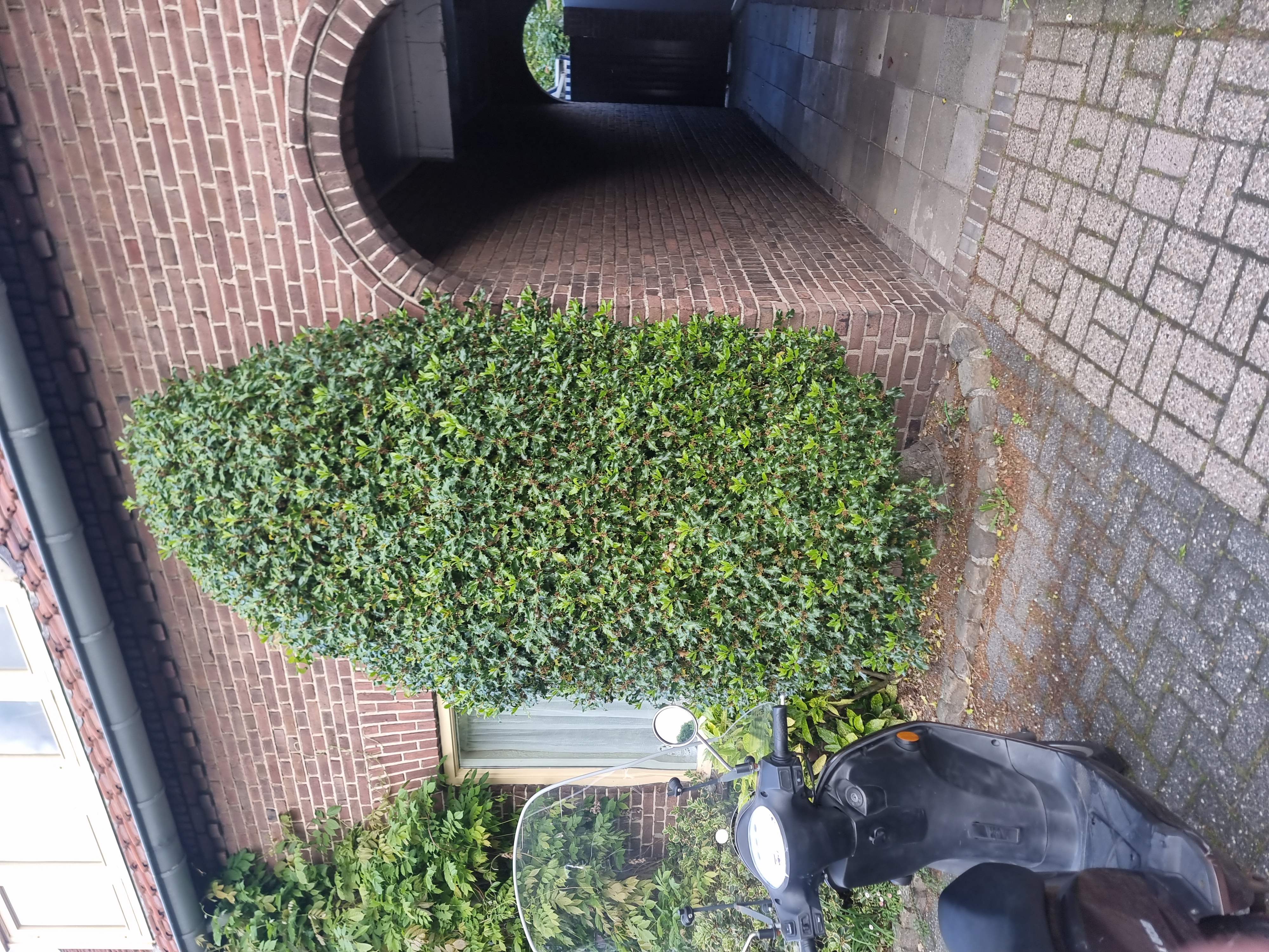 Voorbeeldwerk uit het portfolio van Blazej, tuinhulp in Beek en donk