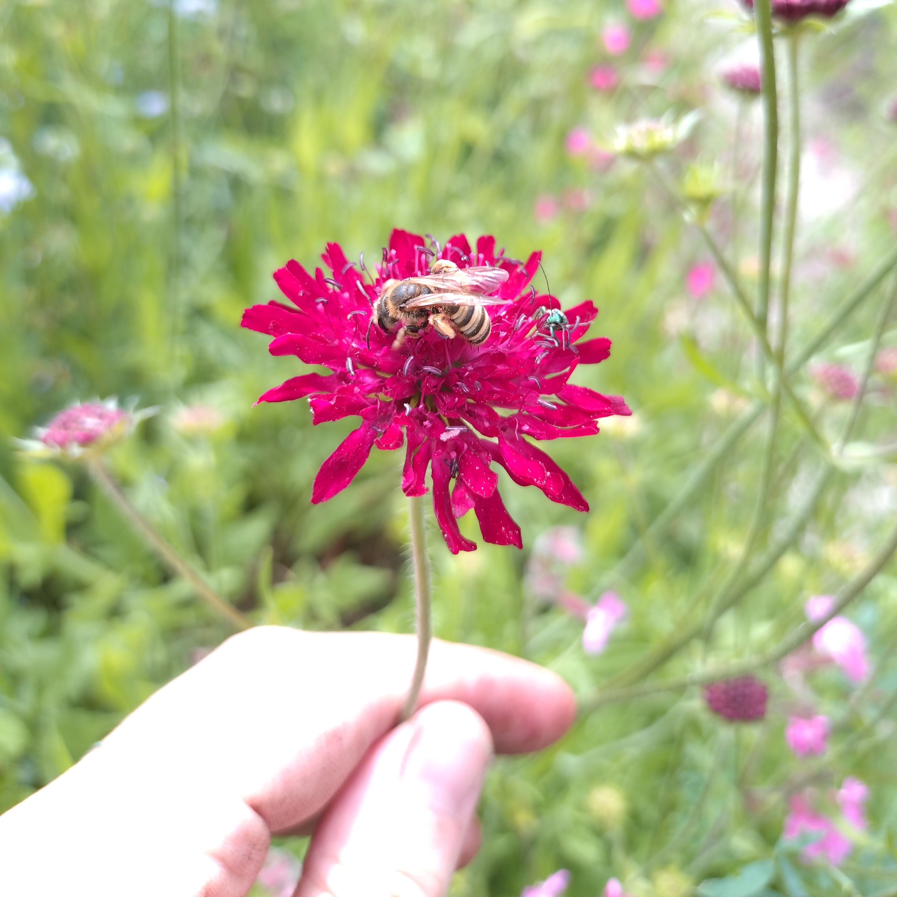 Profielfoto van Zonne, tuinhulp in Nijmegen